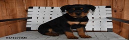 Rottweiler dogs for sale: Bella   - Ad 1