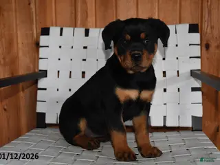 Rottweiler dogs Bella - Ad 32
