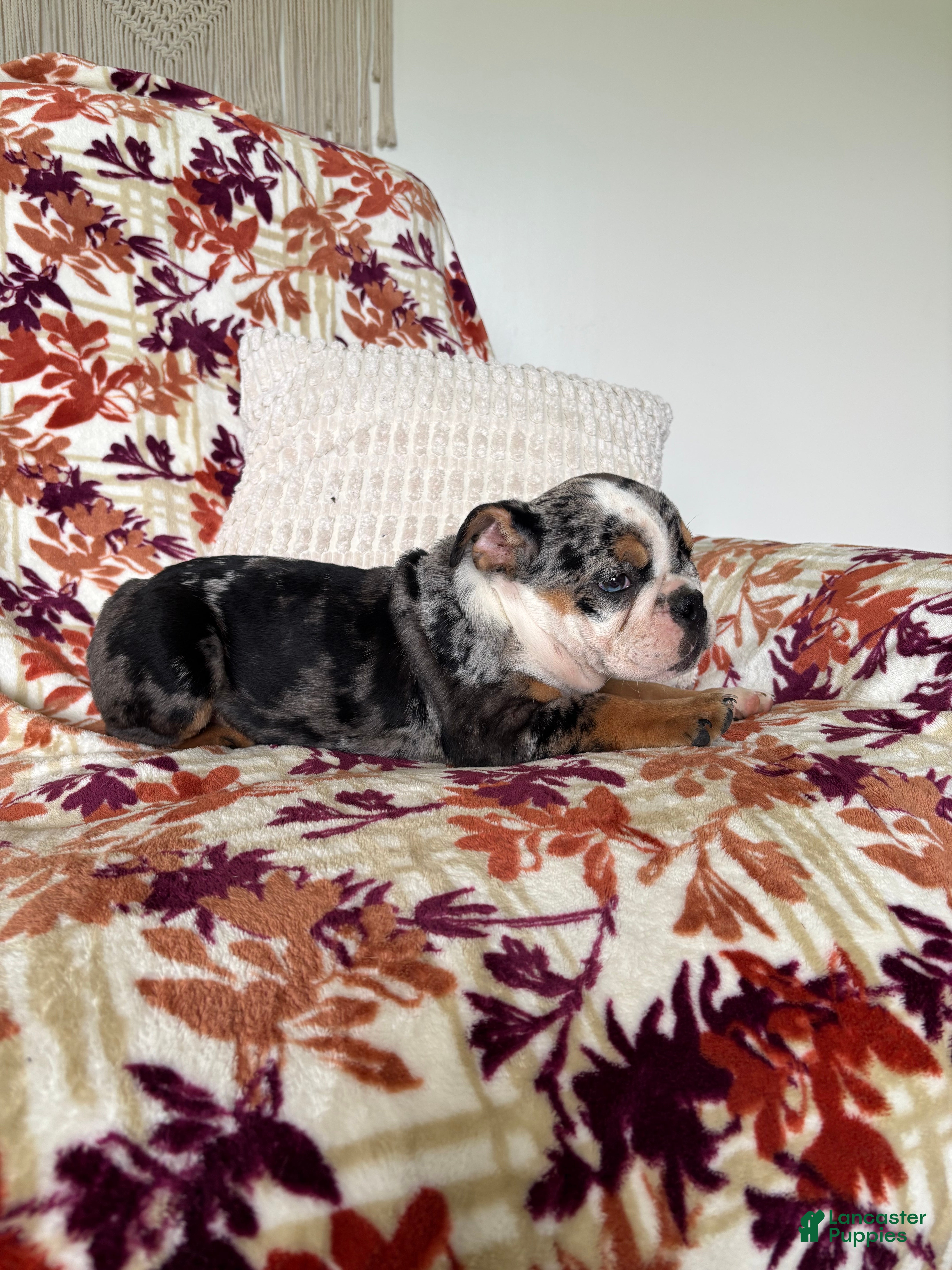 English Bulldog dogs English Bulldog 4 - Ad 2