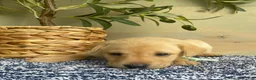 Labrador Retriever dogs for sale: Aqua - Ad 3