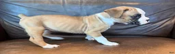 Boxer dogs for sale: Trixie - Ad 3