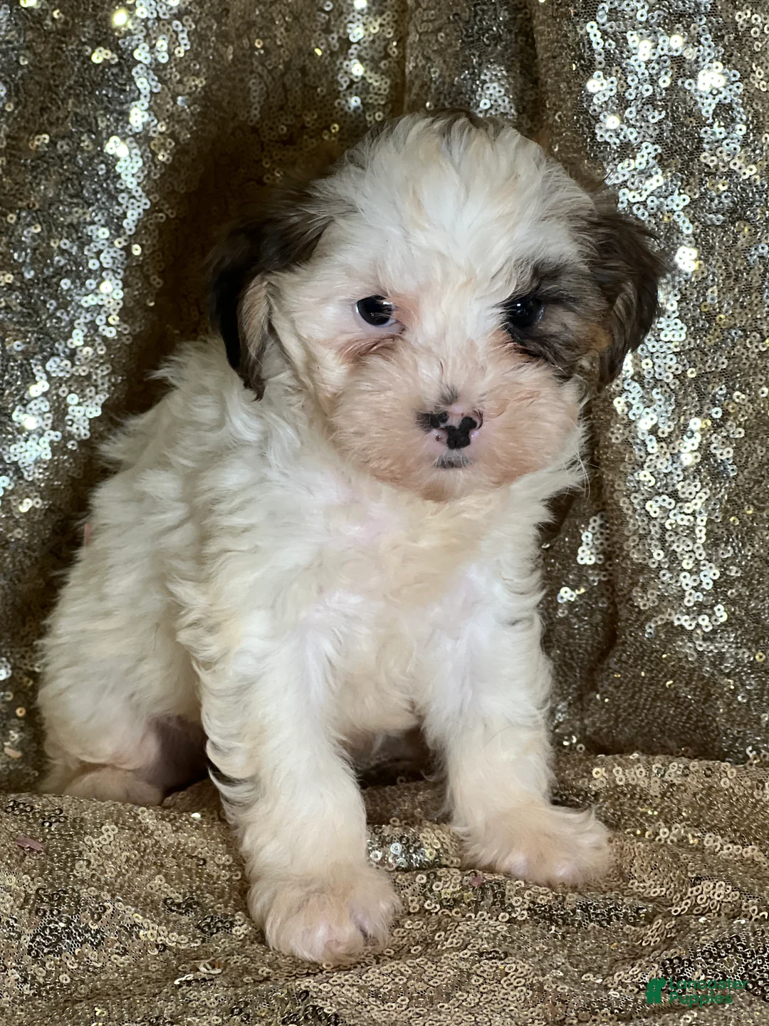 Shihpoo dogs for sale: Tino - Ad 2