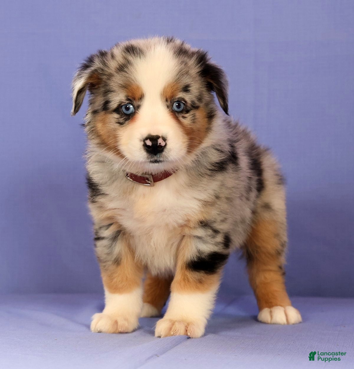 Miniature Australian Shepherd dogs Melissa - Ad 2
