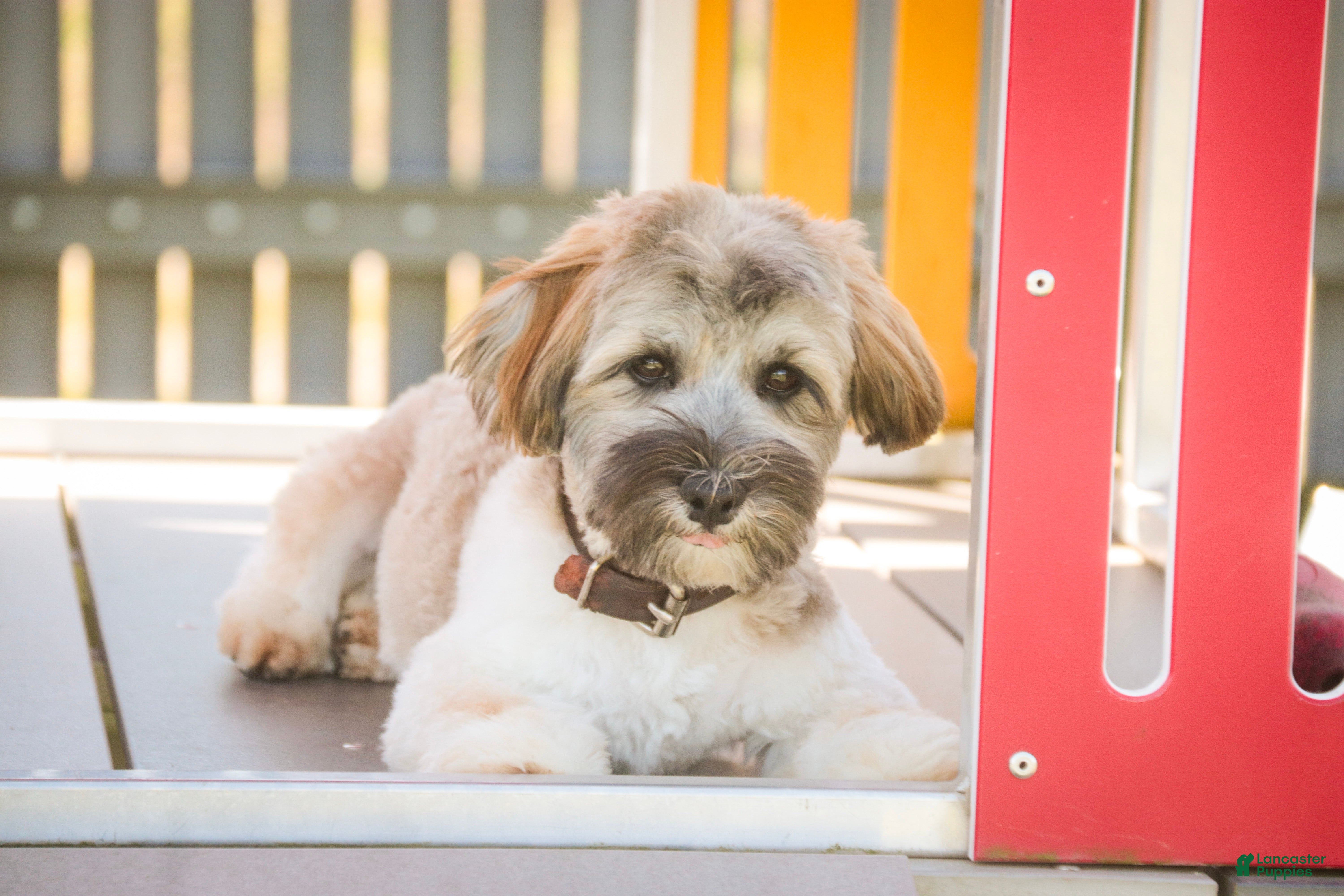 Havanese dogs Biscotti - Ad 2