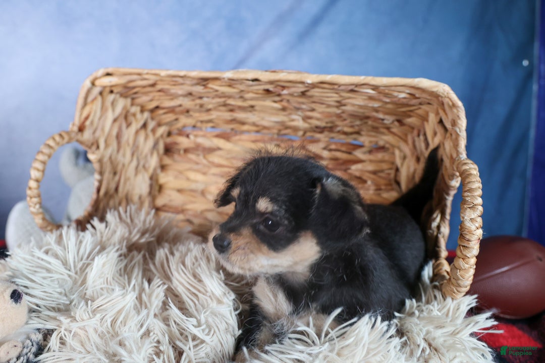 Chipoo dogs for sale: Kinsley - Ad 17