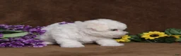 Bichon Frise dogs for sale: Hope - Ad 3