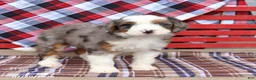 Mini Bernedoodle dogs for sale: Gigi  - Ad 3