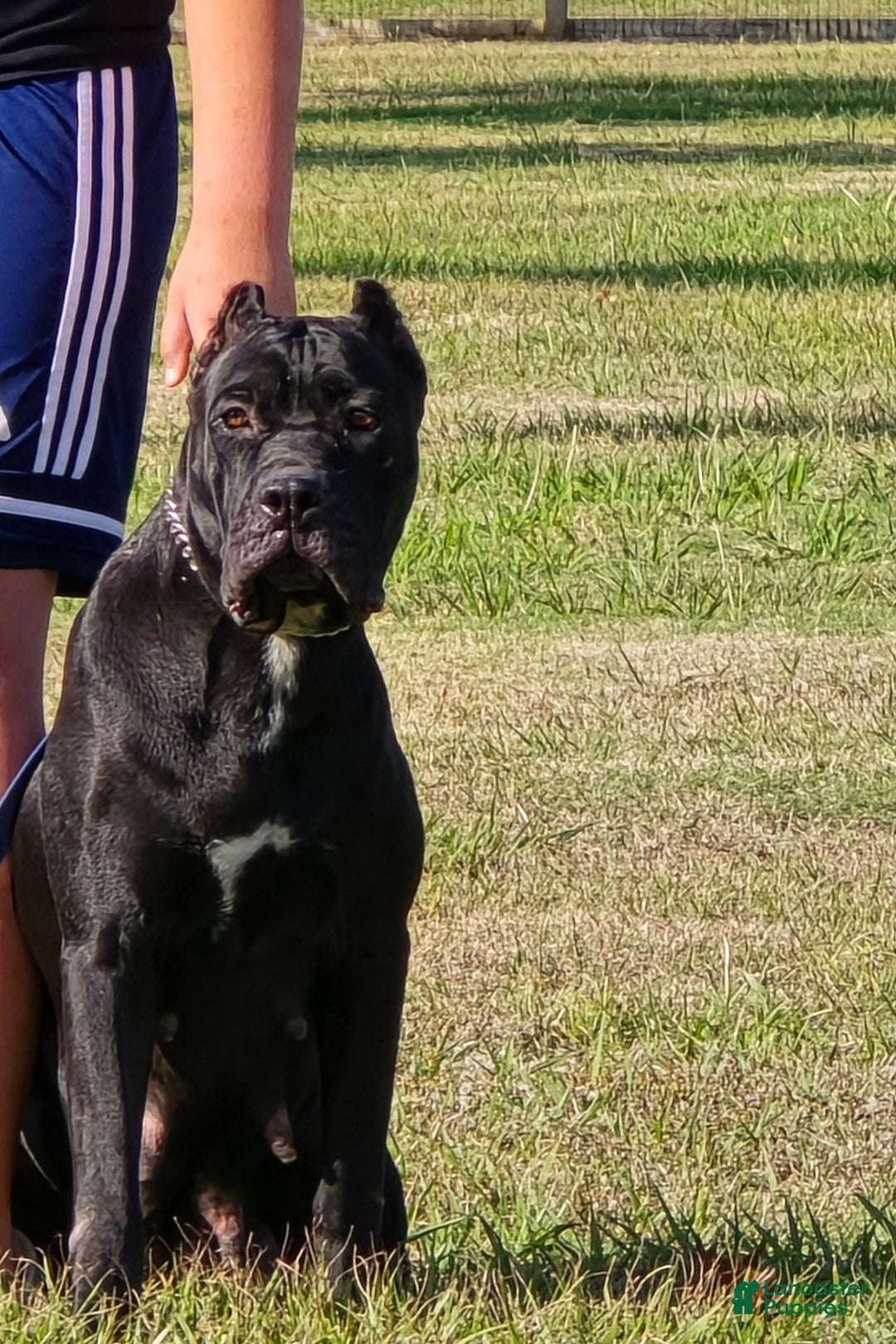 Cane Corso dogs for sale: Cane Corso Puppy 2 - Ad 2