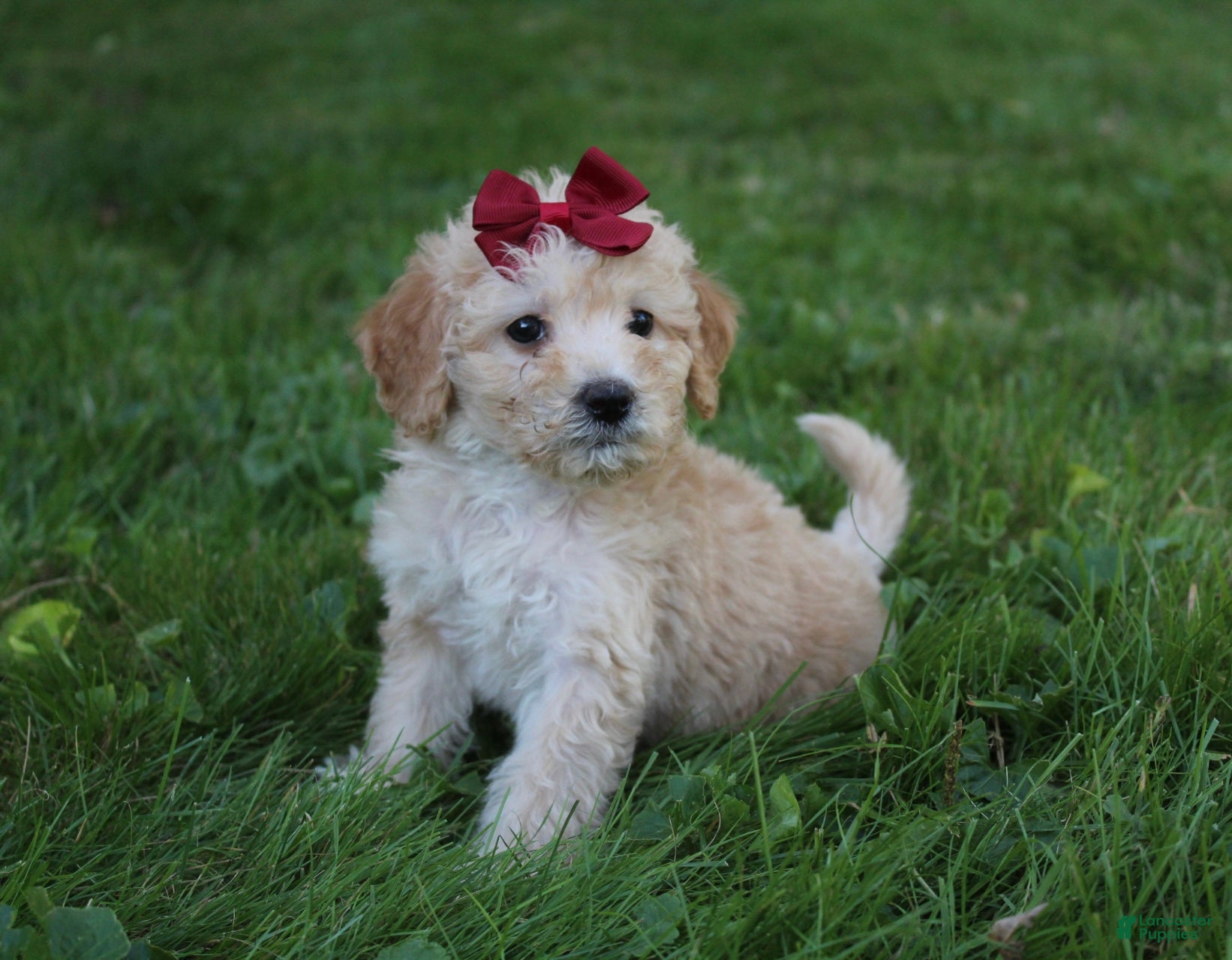 Doodle / designer cross (Doodle / designer cross, Female) in Baltic, OH