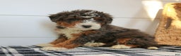 Mini Bernedoodle dogs for sale: Nelly  - Ad 4
