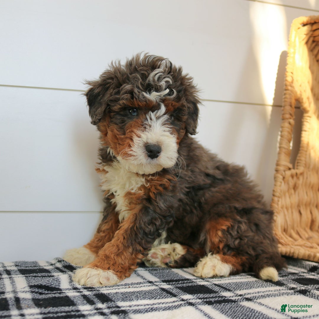 Mini Bernedoodle dogs for sale: Nelly  - Ad 4