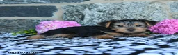 Yorkshire Terrier dogs for sale: Monkey - Ad 4