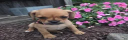 Puggle dogs for sale: Stella - Ad 6