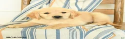 Golden Retriever dogs for sale: Julia - Ad 2