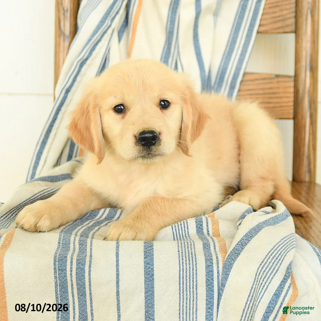 Golden Retriever dogs for sale: Julia - Ad 2