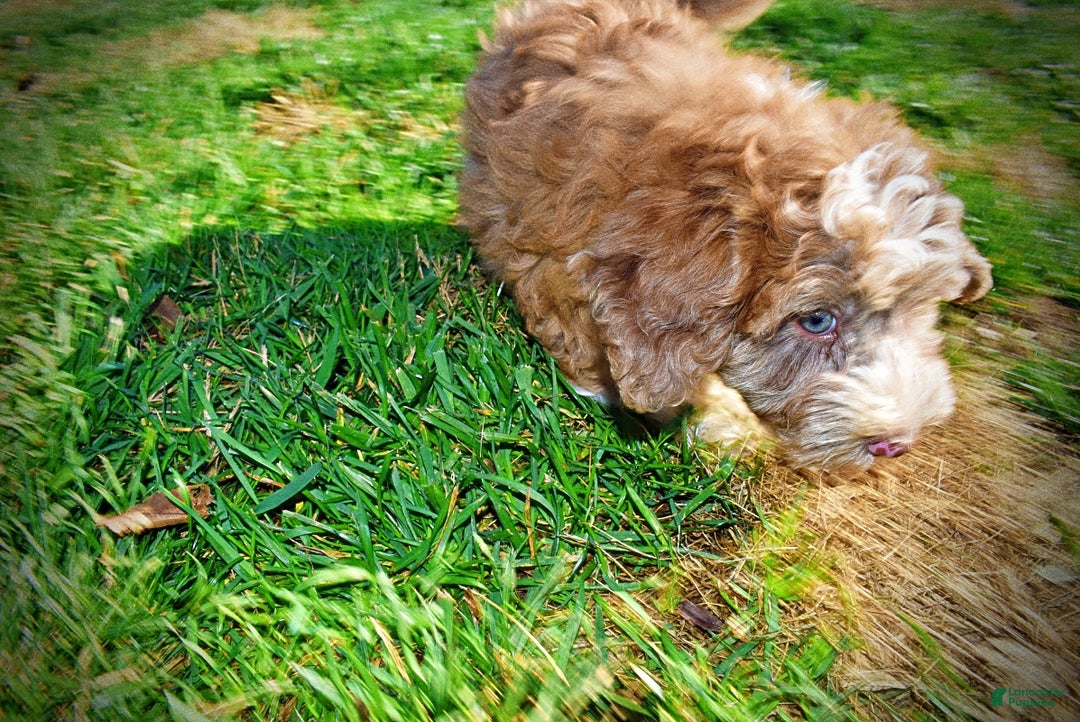 Havapoo dogs for sale: Rocky - Ad 20