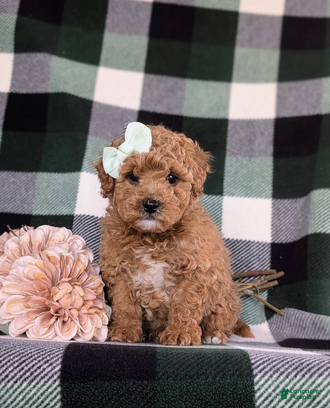Miniature Poodle dogs for sale: Priscilla 9 lbs Full Grown - Ad 4