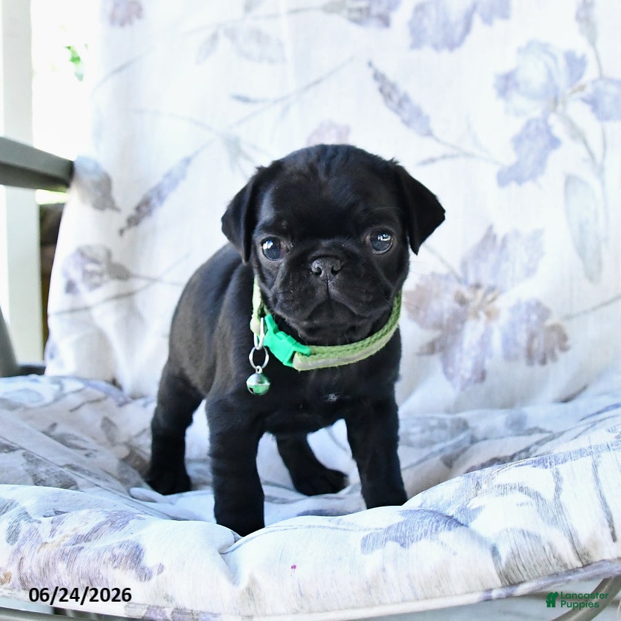 Pug dogs Mike - Ad 2