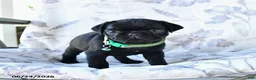 Pug dogs for sale: Mike - Ad 2