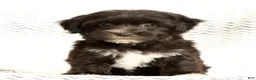 Yochon dogs for sale: Ollie - Ad 7