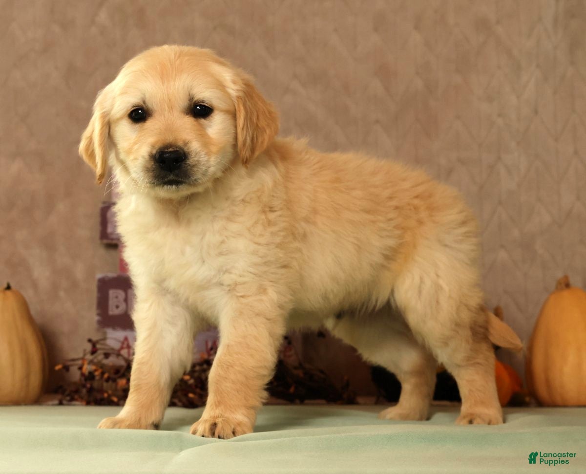 Golden Retriever dogs Sarge - Ad 1
