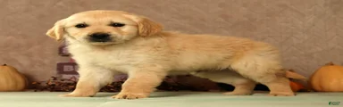 Sarge