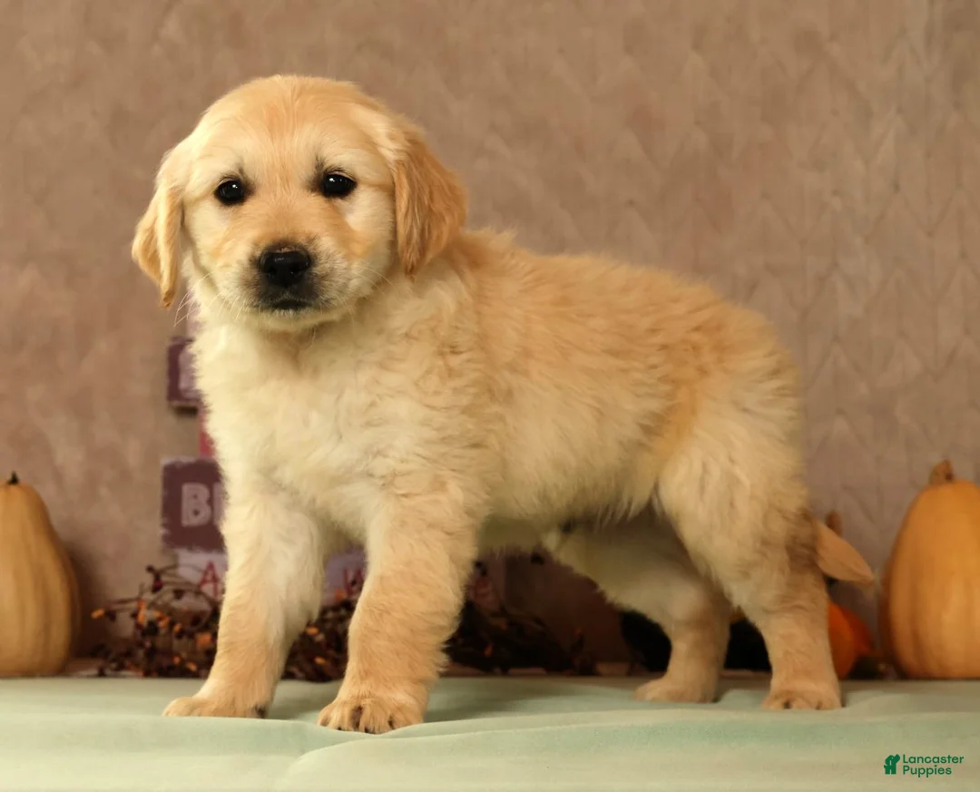 Golden Retriever dogs for sale: Sarge - Ad 1