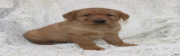 Labrador Retriever dogs for sale: Rex - Ad 4