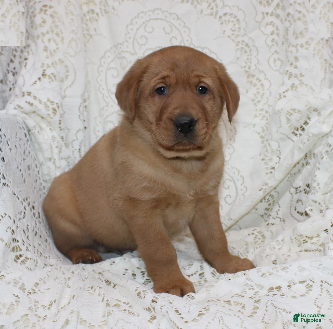 Labrador Retriever dogs for sale: Rex - Ad 4