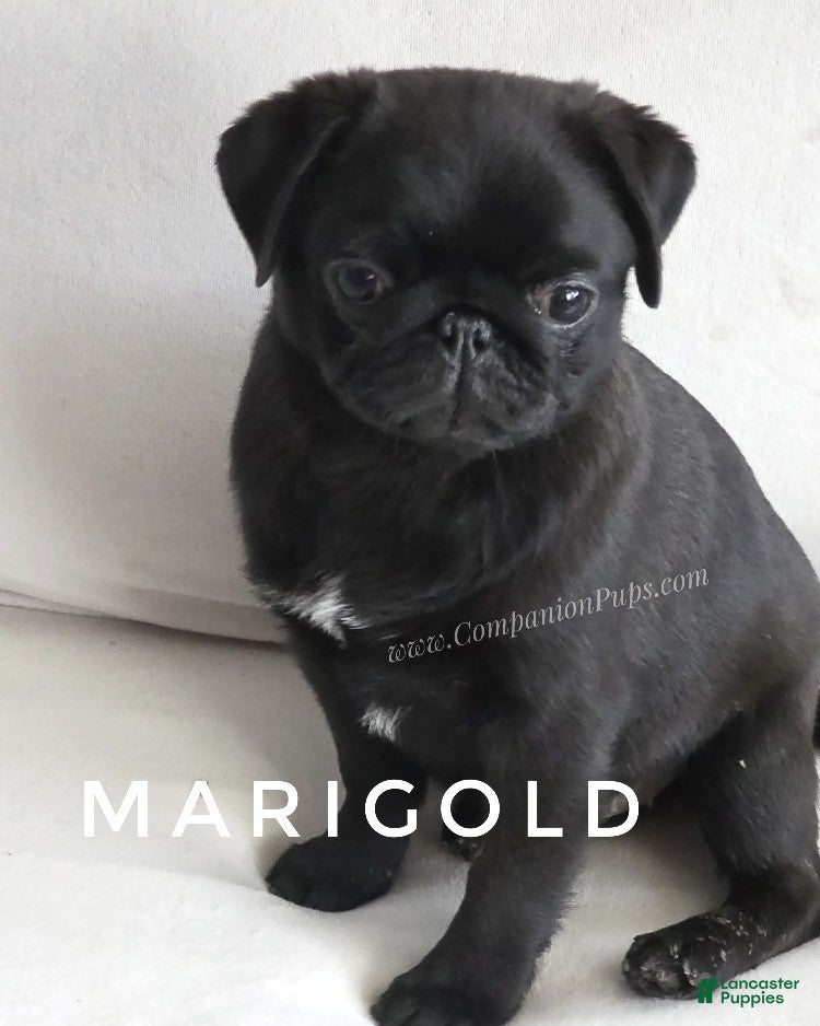 Pug dogs Ready for Family Fun - Vax Done - Marigold - Ad 2