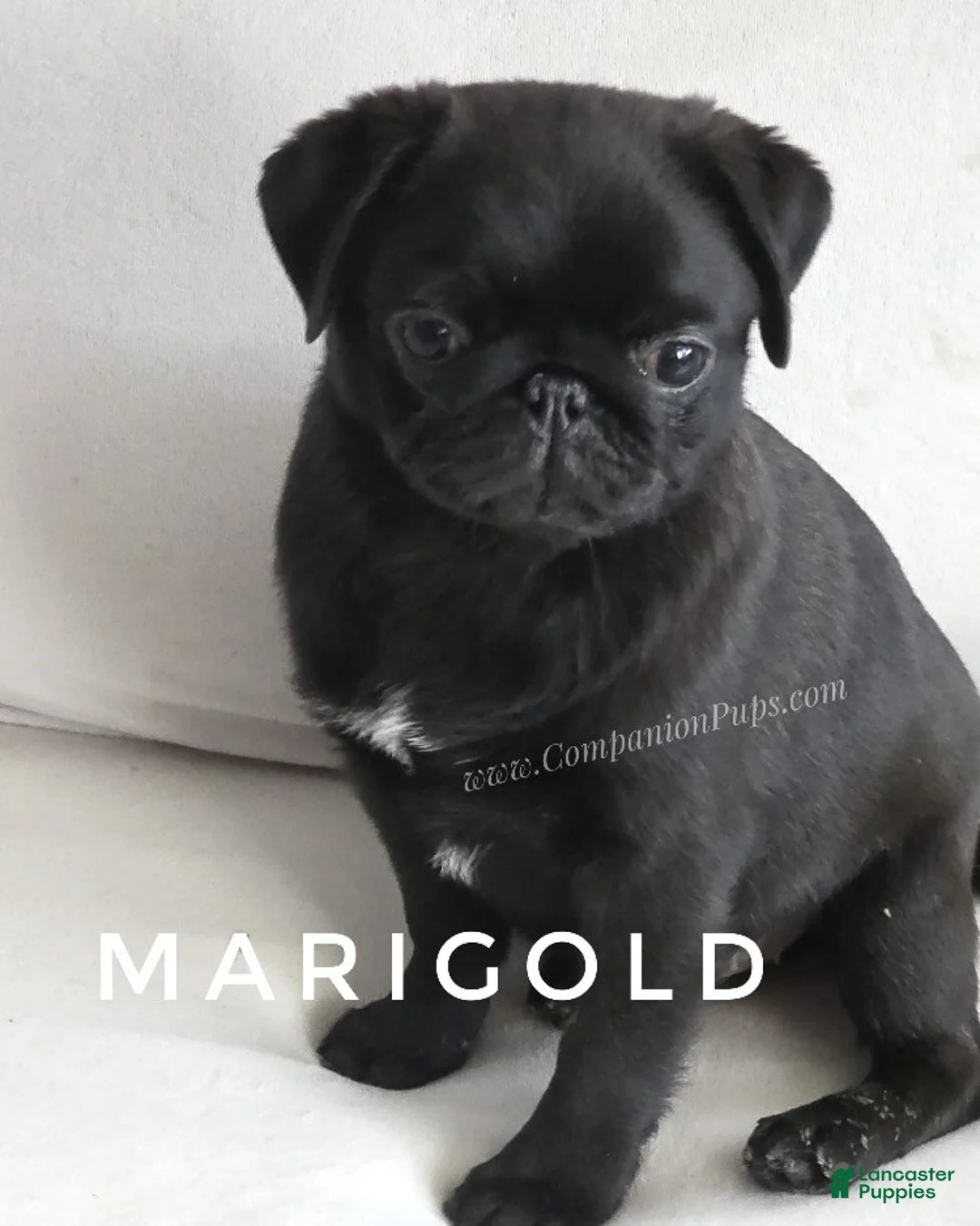 Pug dogs for sale: Ready for Family Fun - Vax Done - Marigold - Ad 2