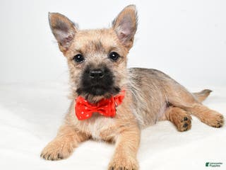 Cairn Terrier dogs Tristan - Ad 1