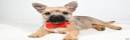 Cairn Terrier dogs for sale: Tristan - Ad 2