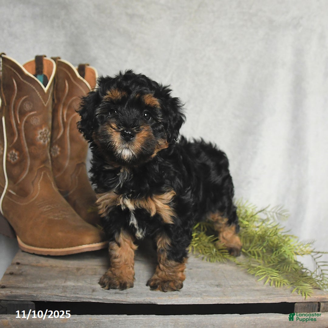 Cavachon dogs for sale: Winter - Ad 1