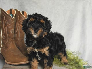 Cavachon dogs Winter - Ad 26