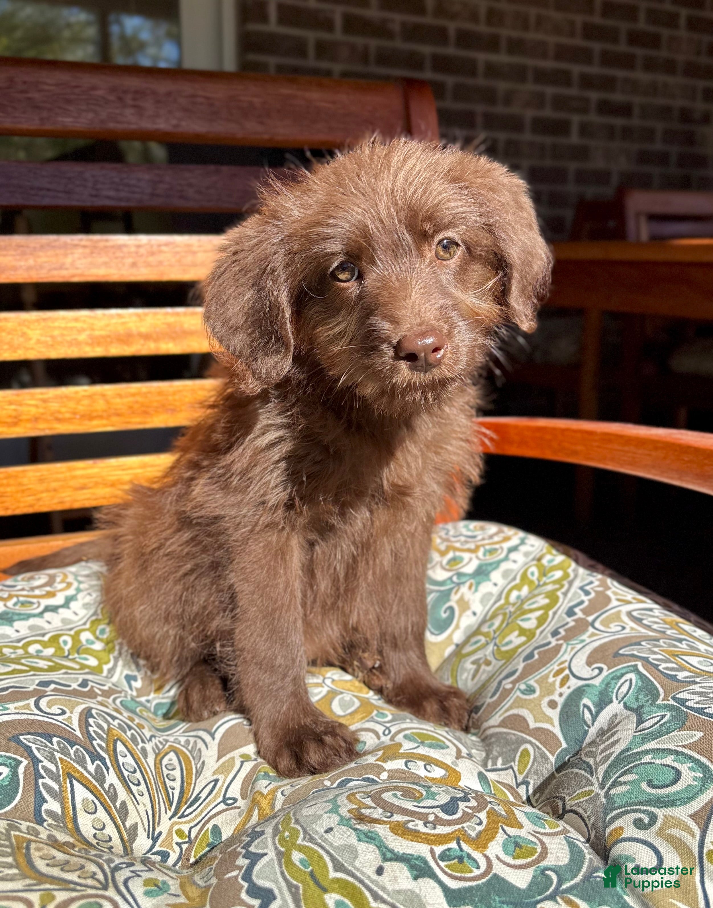 Labradoodle dogs for sale: Chloe - Ad 3
