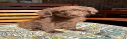 Labradoodle dogs for sale: Chloe - Ad 1