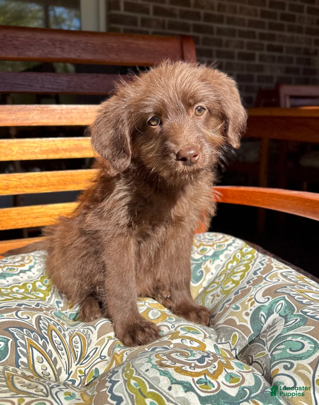 Labradoodle dogs for sale: Chloe - Ad 1