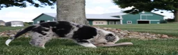 Border Collie dogs for sale: Chance - Ad 3