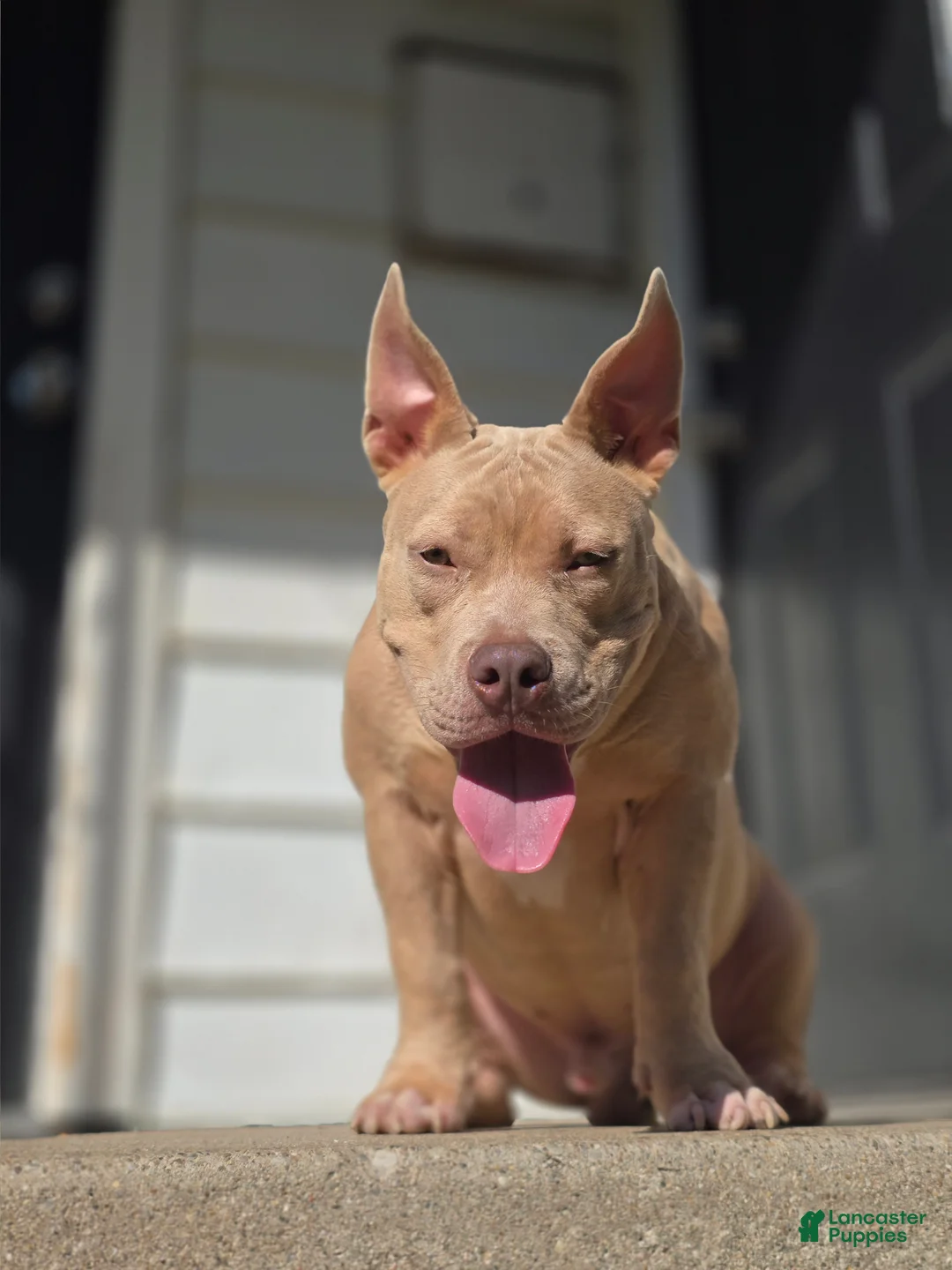 American Bully dogs for sale: American Bully Puppy 1 - Ad 10