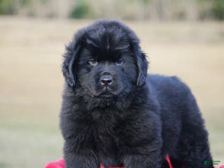 Newfoundland dogs Theo - Ad 6