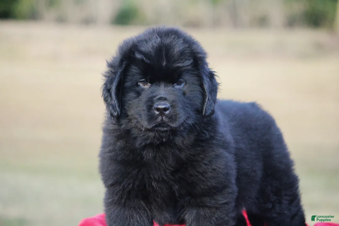 Newfoundland dogs for sale: Theo - Ad 14
