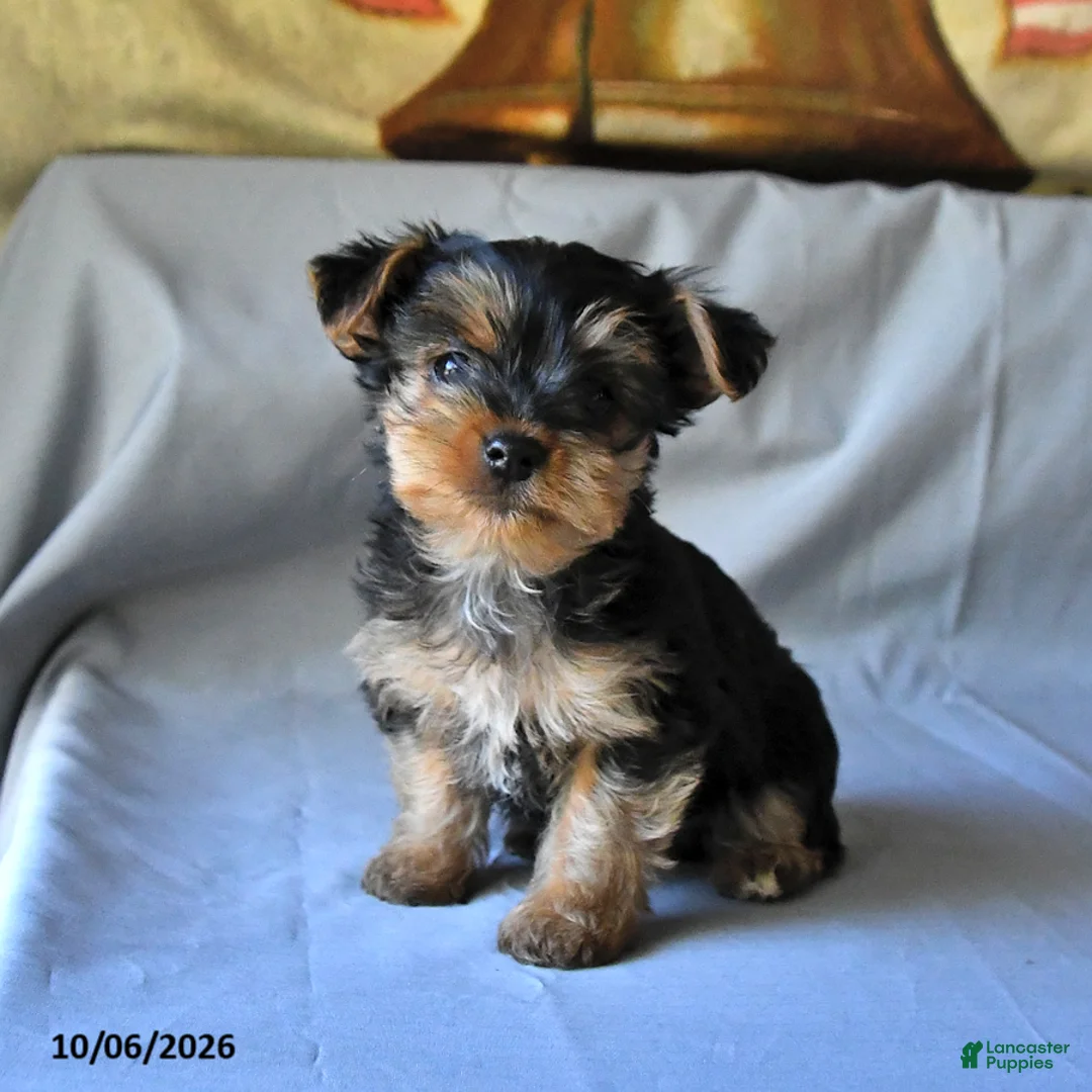Yorkshire Terrier dogs for sale: Spot - Ad 2