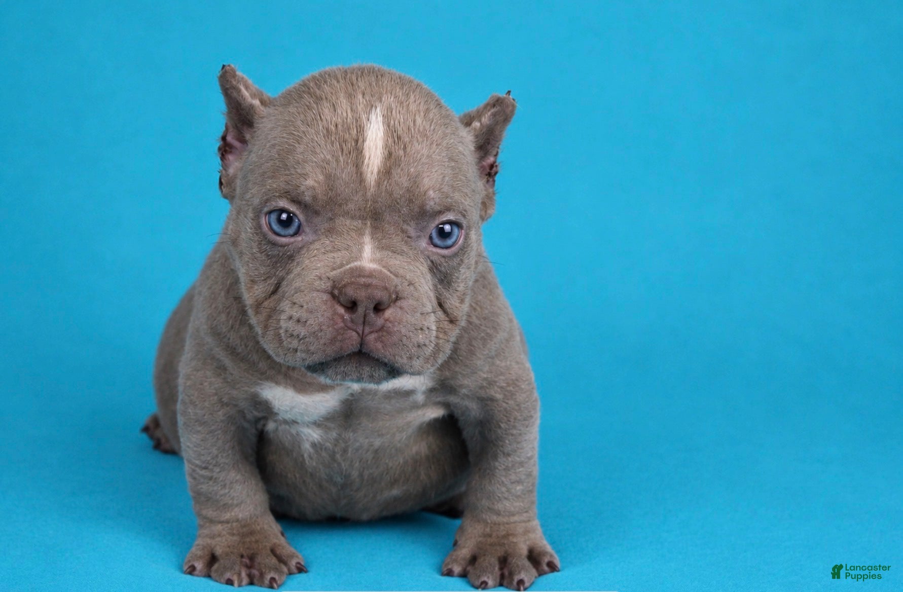 American Bully dogs Lilac Male - Ad 2