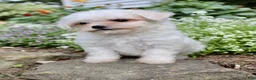 Bichpoo dogs for sale: Lulu - Ad 4