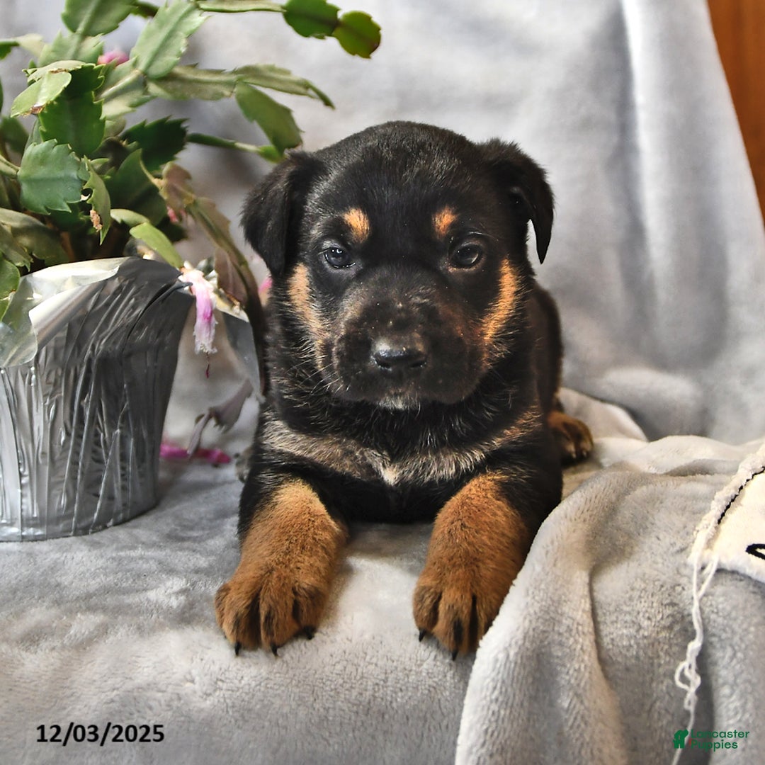 Mixed Breed dogs for sale: Fudge - Ad 2