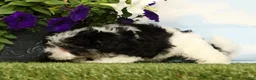 Maltipoo dogs for sale: Kya - Ad 5