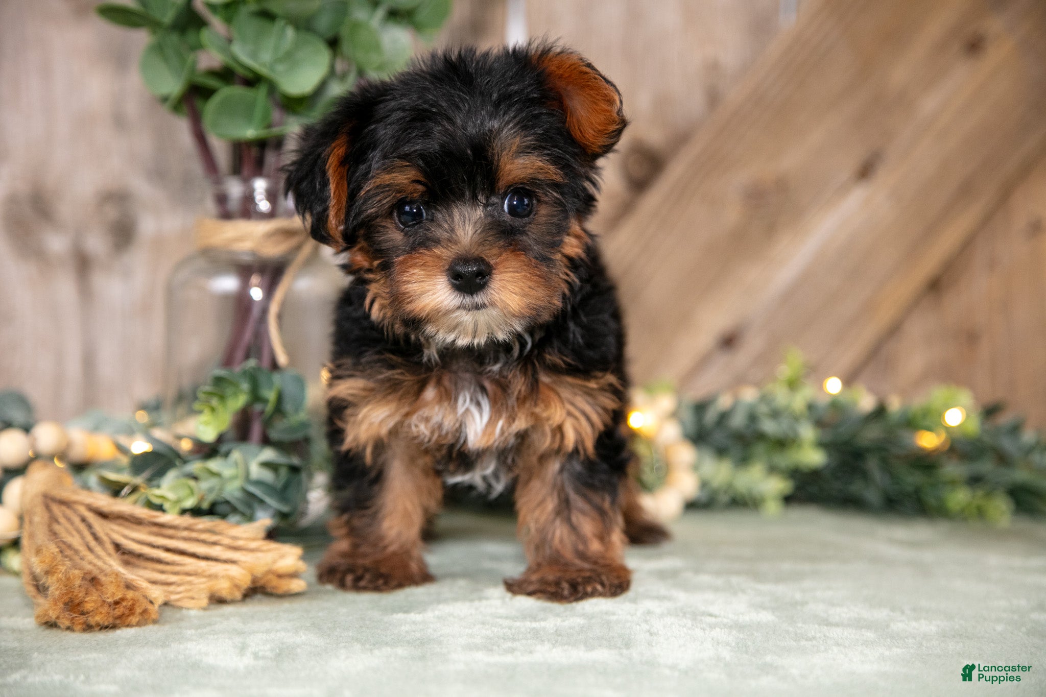Yorkshire Terrier dogs Tansy - Ad 2