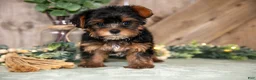 Yorkshire Terrier dogs for sale: Tansy - Ad 2
