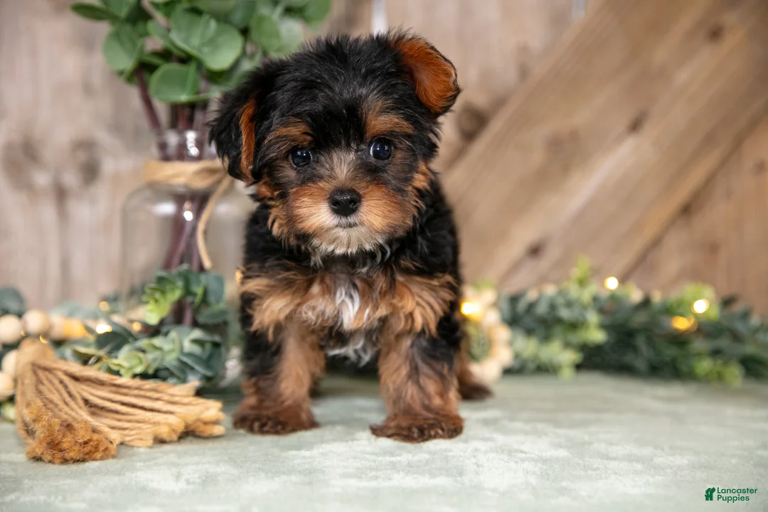Yorkshire Terrier dogs for sale: Tansy - Ad 2